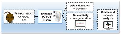 A Systems-Level Analysis of Total-Body PET Data Reveals Complex Skeletal Metabolism Networks in vivo